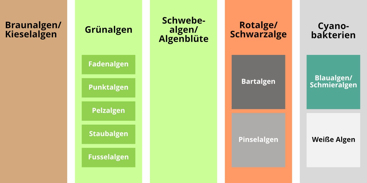 Die h&auml;ufigsten Algenarten im Aquarium