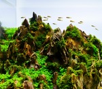 Aquarium einrichten